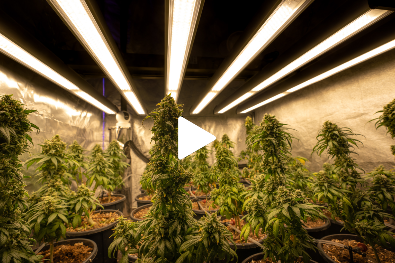 Watch Many New Businesses are coming due to Cannabis Legislation trends video on YouTube